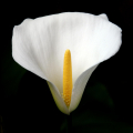 CALLA