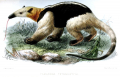 TAMANDUA