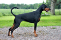 DOBERMAN