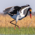 JABIRU