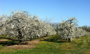 Printemps