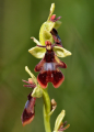 OPHRYS