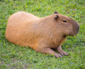 CAPYBARA