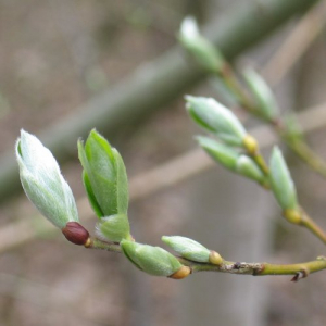 Printemps prophétique