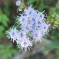 AGERATUM