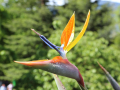 STRELITZIA