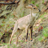 Image goral