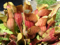 SARRACENIA