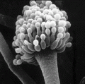 ASPERGILLUS