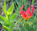 GLORIOSA