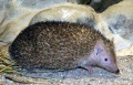 TENREC