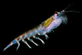 KRILL