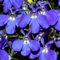 LOBELIA