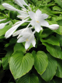 HOSTA