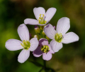 CARDAMINE