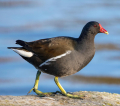 GALLINULE