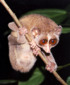 LORIS