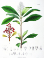 SKIMMIA