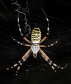 ARGIOPE