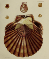 PECTEN