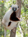 SIFAKA