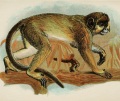 TALAPOIN