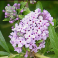 BUDDLEIA