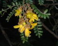 SOPHORA