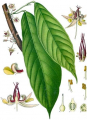 CACAOTIER