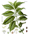 ARABICA