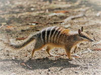 Image numbat