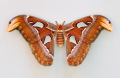 ATTACUS