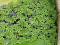 AZOLLA