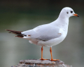 MOUETTE