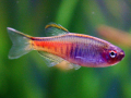 DANIO