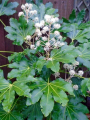 FATSIA