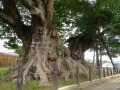 ZELKOVA