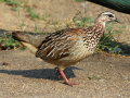 FRANCOLIN