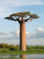 BAOBAB