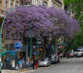 JACARANDA